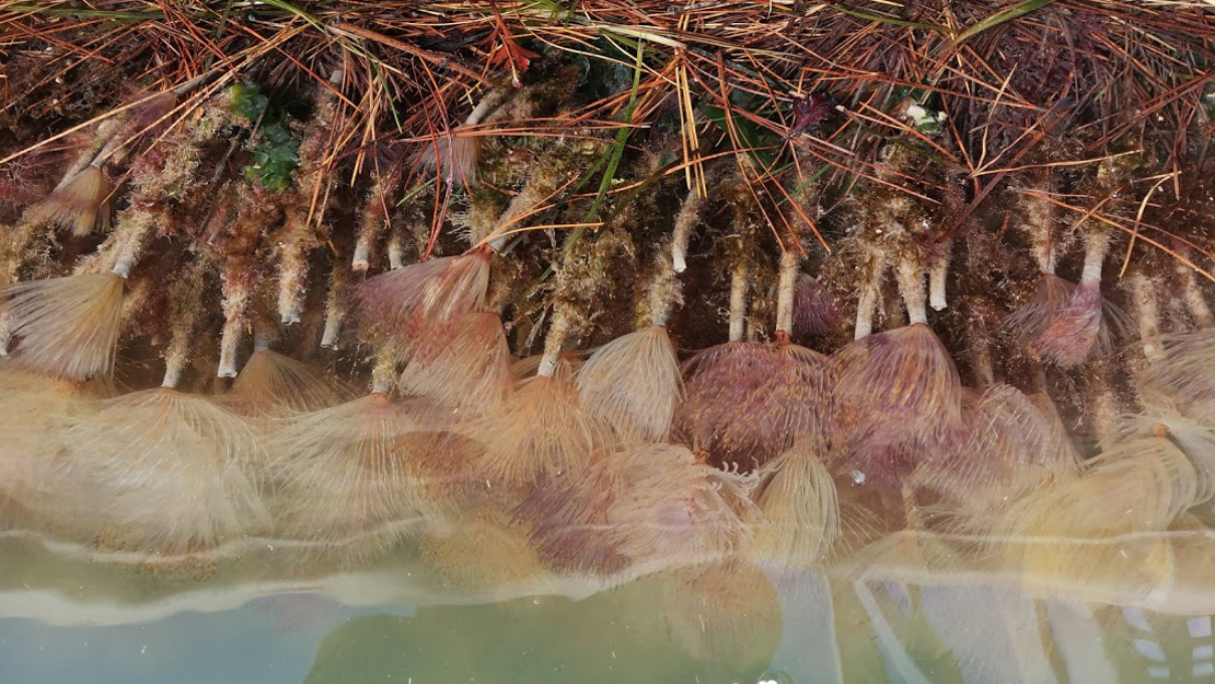 A line of Mediterranean fanworms attached to the bottom of a concrete tile touching the water.