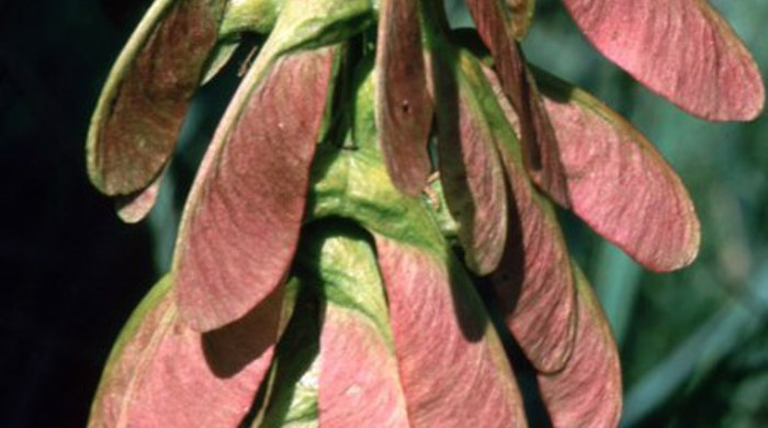 Close up of Sycamore seeds.