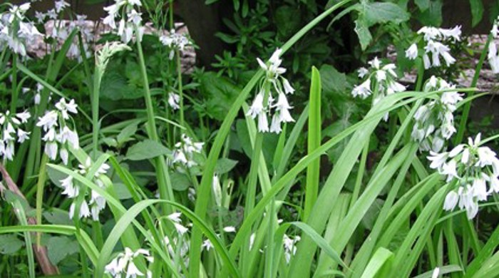 Onion weed in flower.