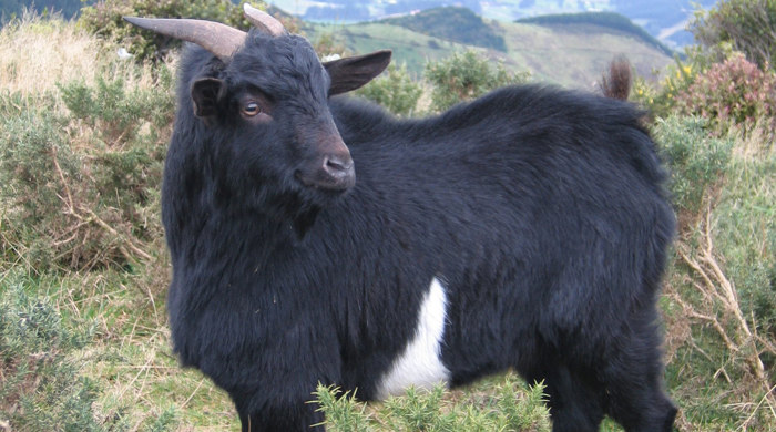 A black goat with horns that curl backwards.