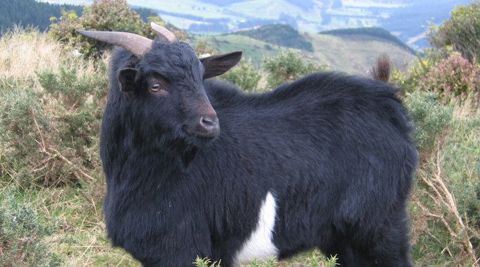 A black goat with horns that curl backwards.