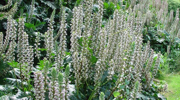 Acanthus spreading along a bank in bloom.