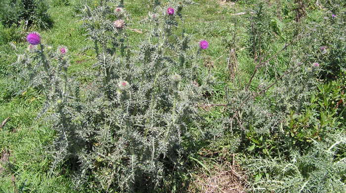 Nodding Thistle plants in a farm paddock.