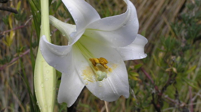 Close up of a bloomed formosa lily next to a bud.