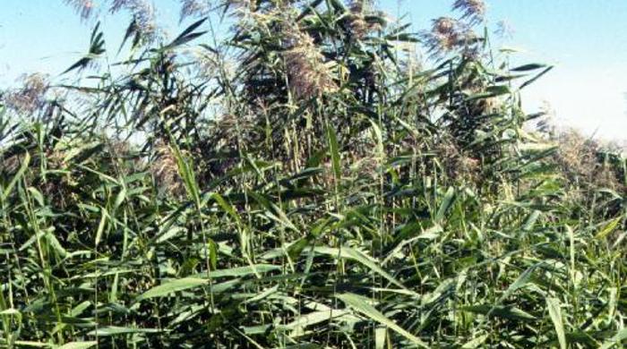 A field of towering phragmites.