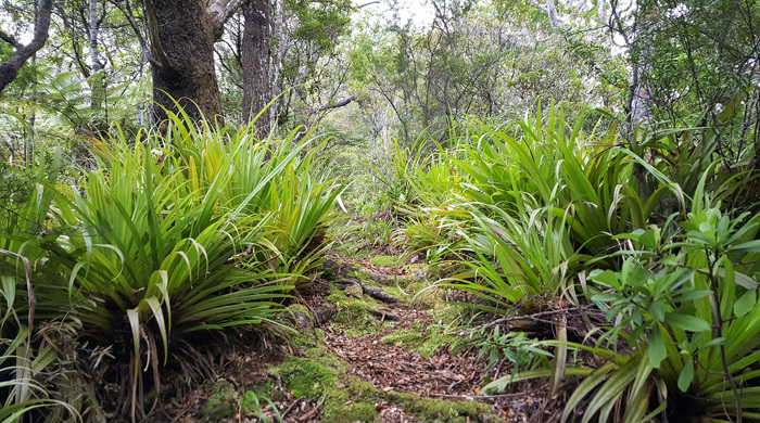 Walking track of Mt Hauturu. 