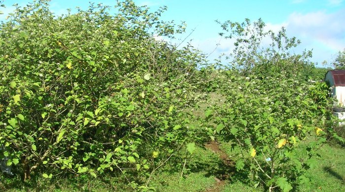 Devil's fig growing in tall bushes next to a shed.