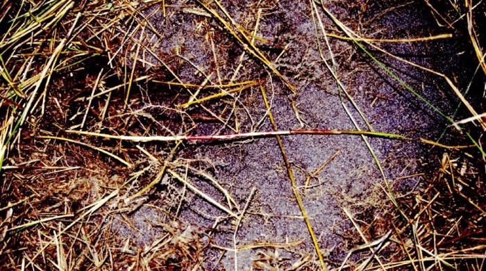 Pyp grass growing in the soil.