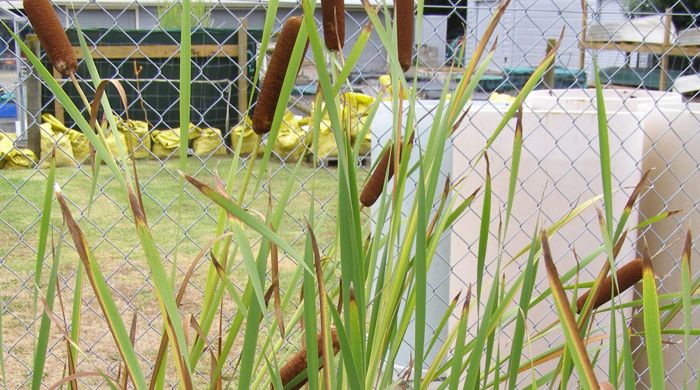 Great Reedmace in front of wire fence with buildings in background.