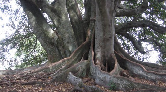 Photo showing buttressed roots.