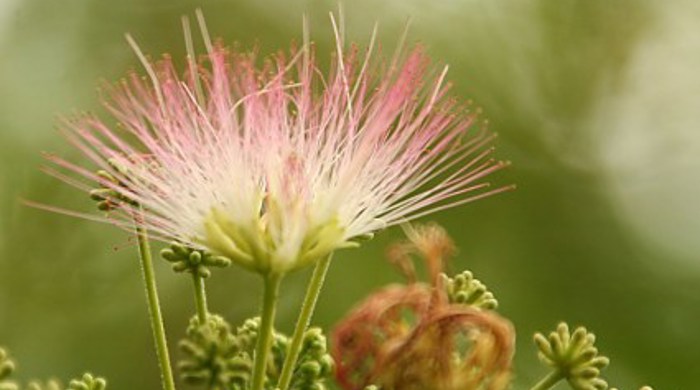 The flower of the silky acacia.