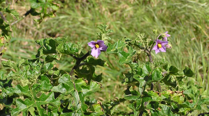 The apple of Sodom tree with purple flowers.