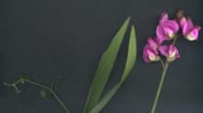 Everlasting pea on a black background with flowerhead.