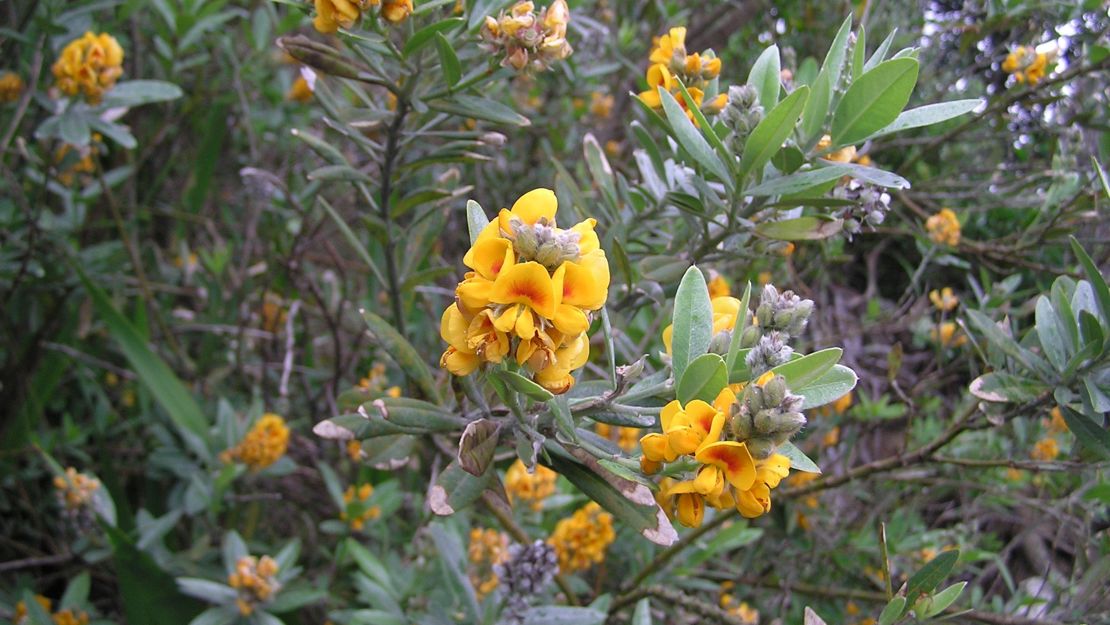 Oxylobium stem tips with flowers and seed heads.