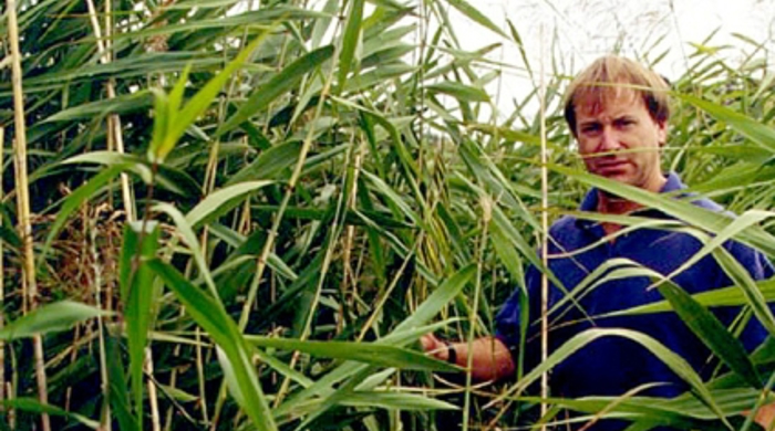 A man standing next to tall phragmites.