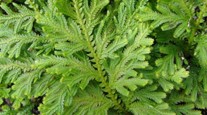 Selaginella moellendorffii