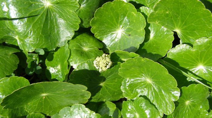 Glossy Hydrocotyle umbellata leaves with single inflorescence.