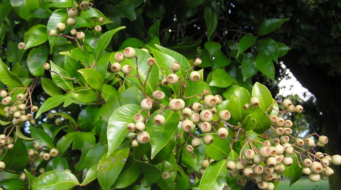 Monkey Apple leaf tips with fruit.