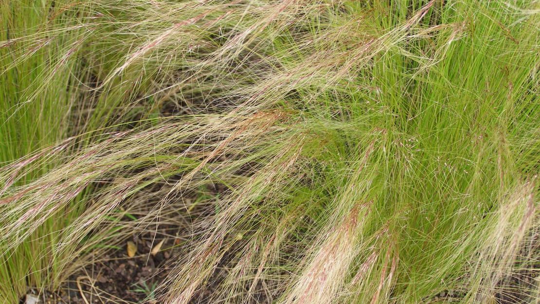 Mexican Feather Grass in seed.