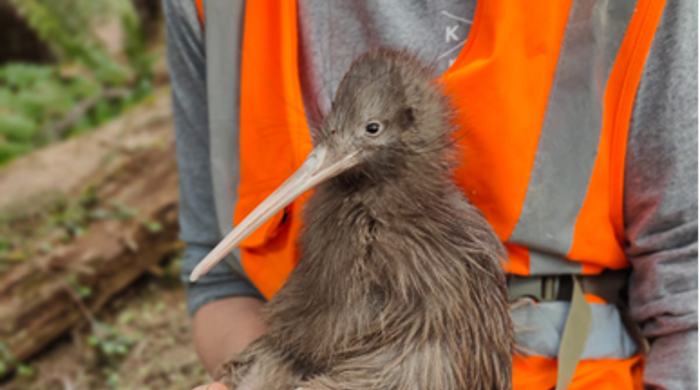 View of a kiwi handled by a volunteer in a high vis orange jacket.