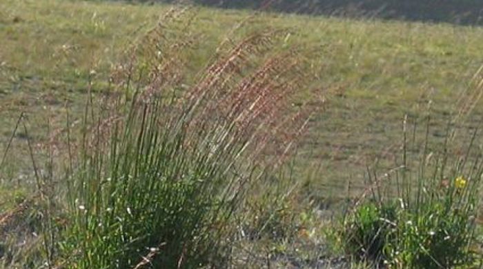 Perennial veldt grass