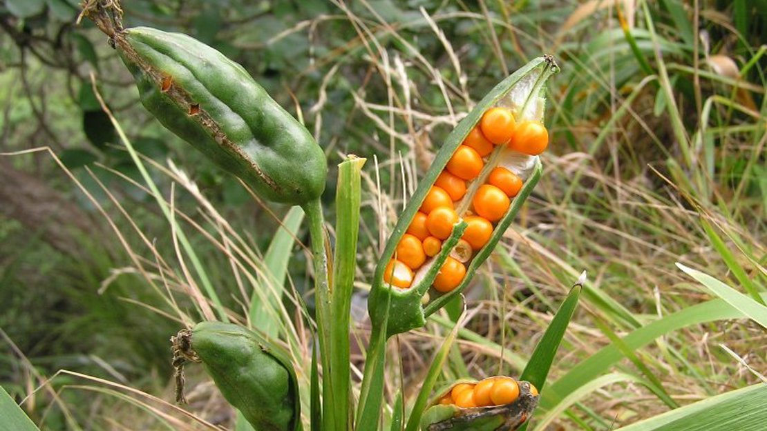 Stinking Iris seed capsules open showing seed.