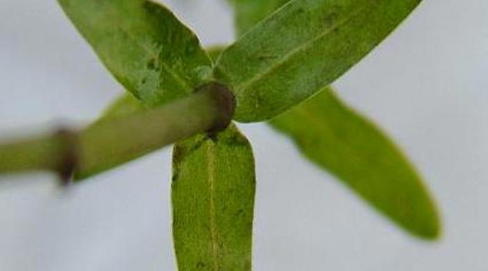 Close up of elodea from the top.