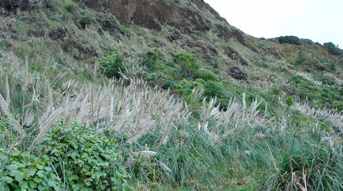 Pampas grass growing in the shade of a hill.