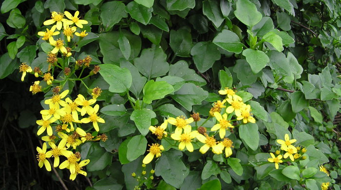 Cape ivy leaves with yellow flowers.