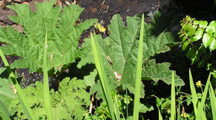 Chilean rhubarb leaves.