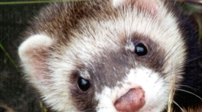 A ferret with white rings on its face looking up. 