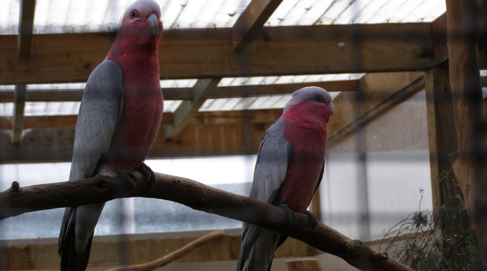 A pair of galahs in a cage.