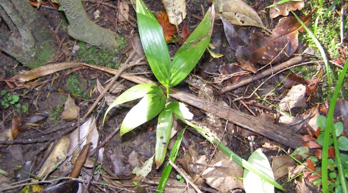 The seedling of a bangalow palm in the ground.