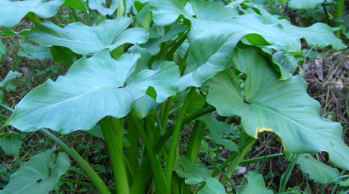 Cluster of arum lily in bush setting.