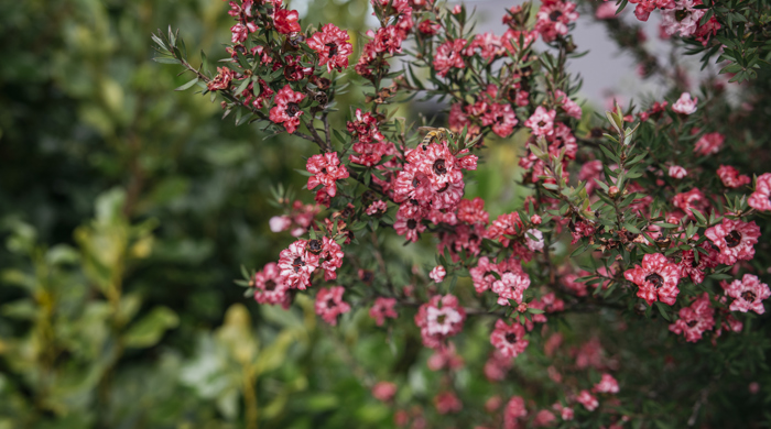 A close up of a lots of small pink flowers on a tree branch.