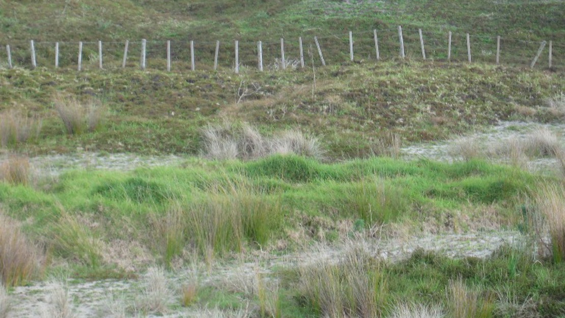 Dense mat of Kikuyu in wetland.