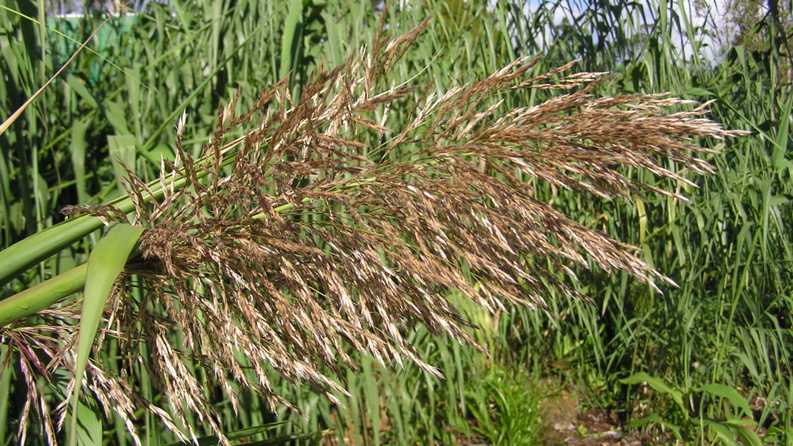 Flowers of a giant reed.