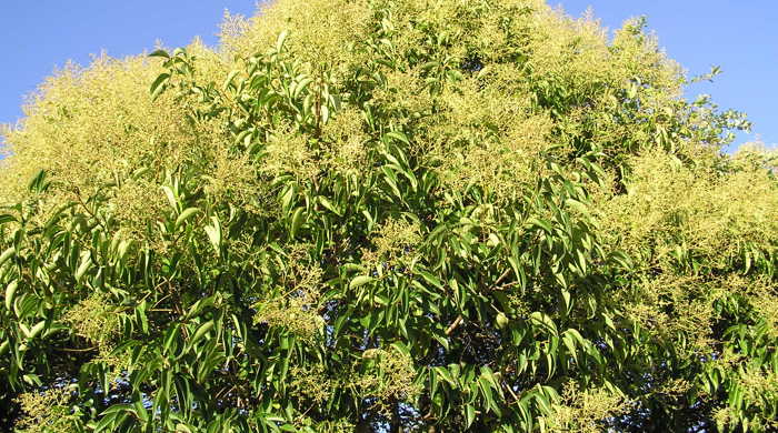 Tree Privet canopy covered in flowers.