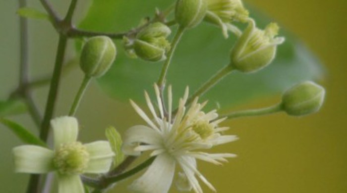 Old Man's Beard flowers and flower buds.