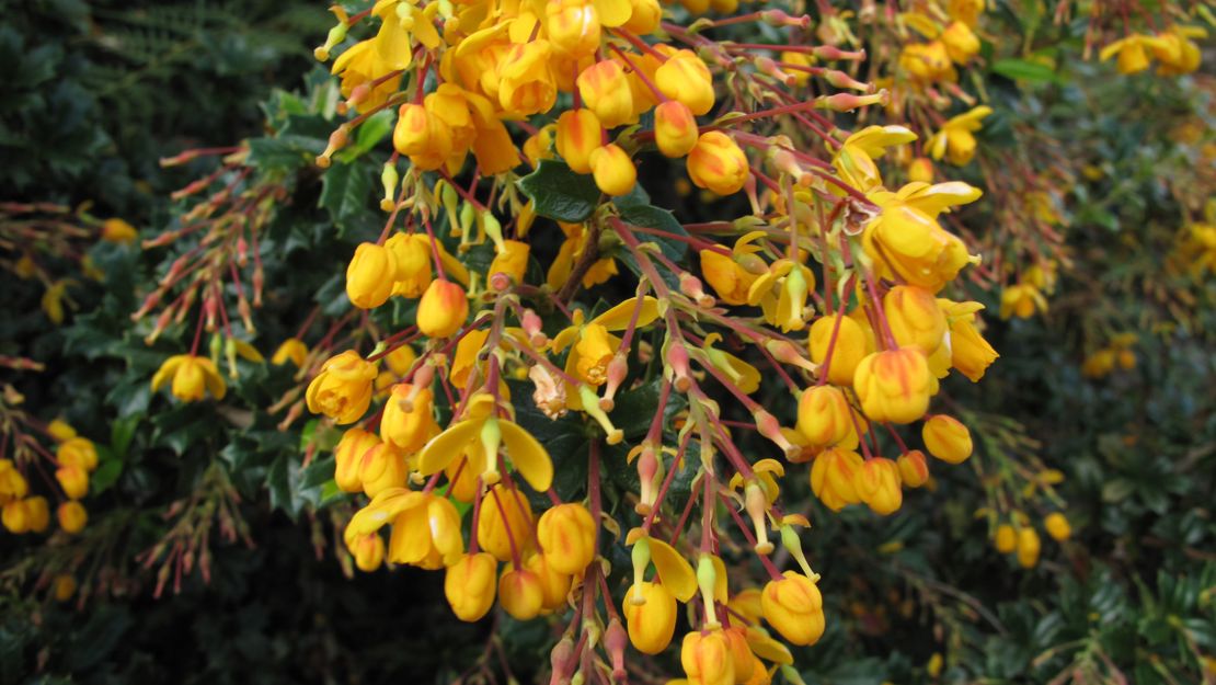 Close up of flowerbuds of Darwin's barberry.