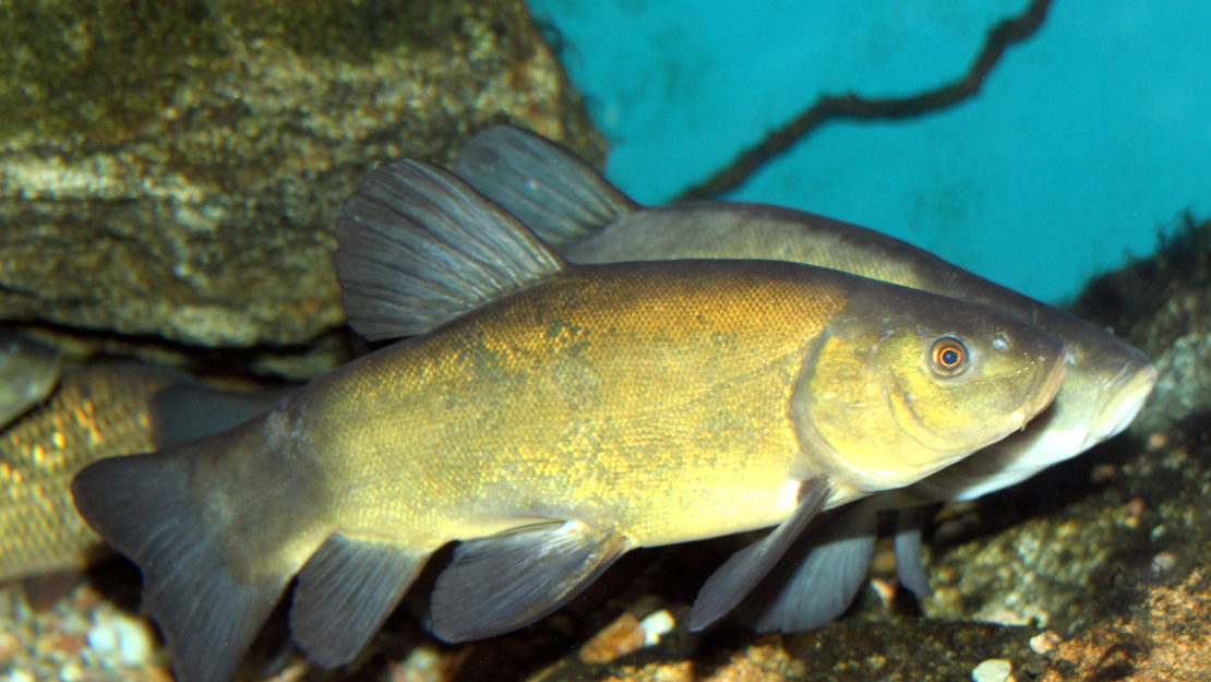 Two tenches swimming side by side with their brown scales and black fins.