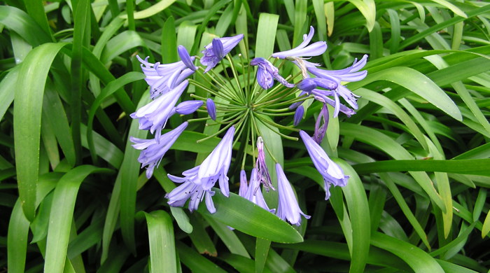 A cluster of blue flowers of the agapanthus with long green leaves surrounding it.