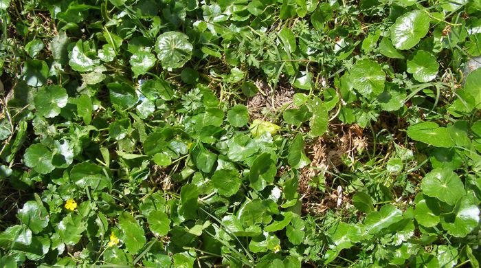 Dense mat of Hydrocotyle umbellata.