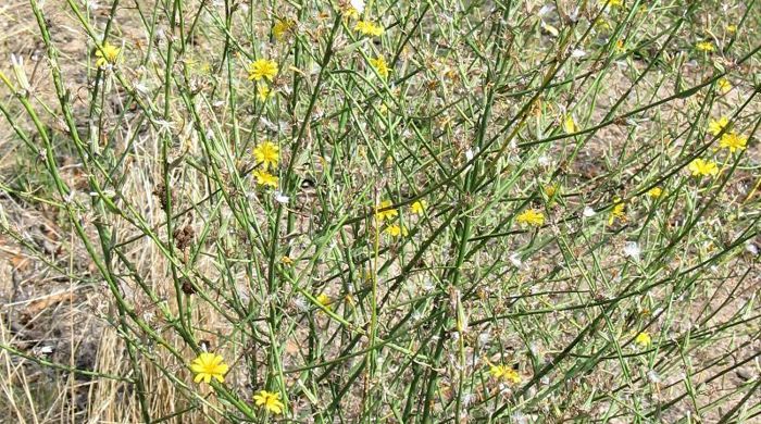 A skeleton weed bush.