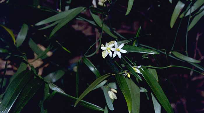 Two white scrambling lily flowers side by side.