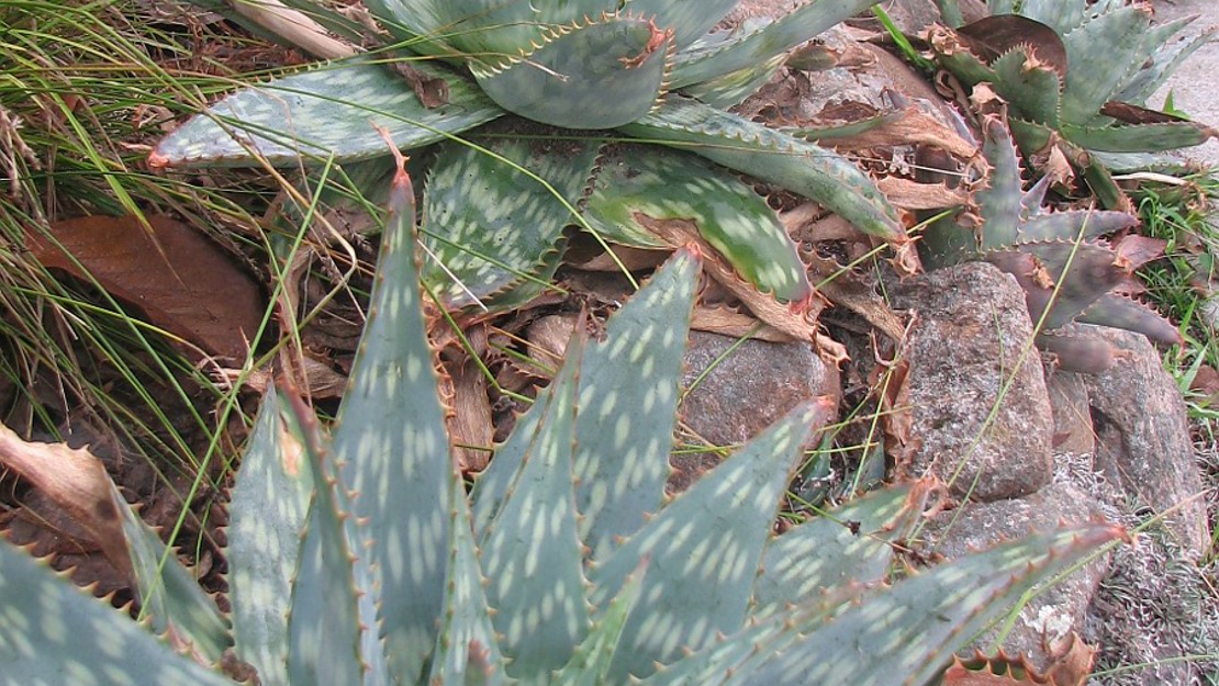 Hard spiny leaves of soap aloe.