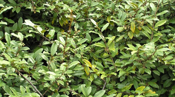 Thick stand of Elaeagnus.