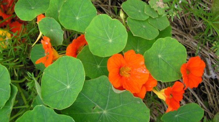 Young Nasturtium plant in flower.