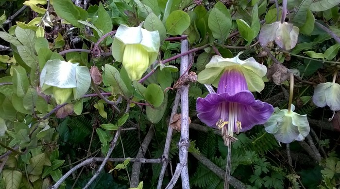 Cathedral bells flowers in various stages of growth.