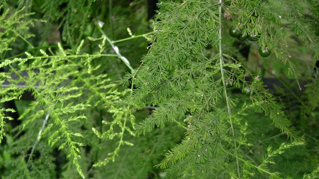 Fronds of the ferny asparagus.